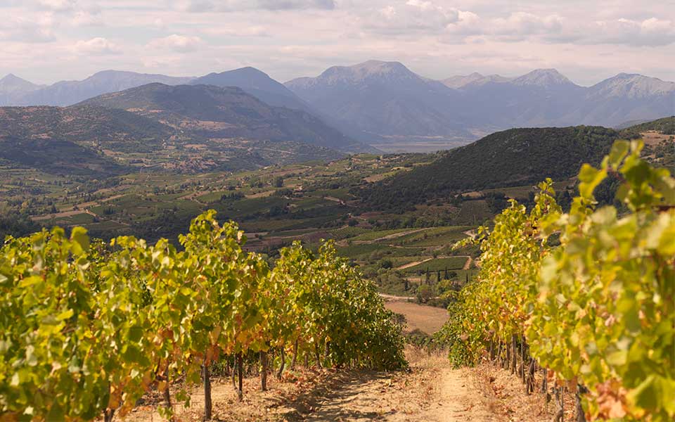 Discovering Greek Wine: A Guide to Indigenous Varieties and Halkidiki Vineyards