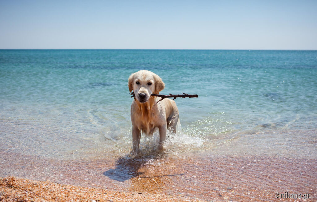 Pet-Friendly Travel to Halkidiki: The Complete Guide for Dogs and Their Owners