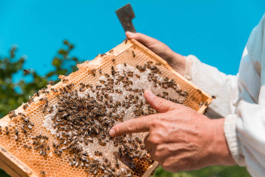 Sithonia Pine Honey: A Guide to Halkidiki's Amber Gold